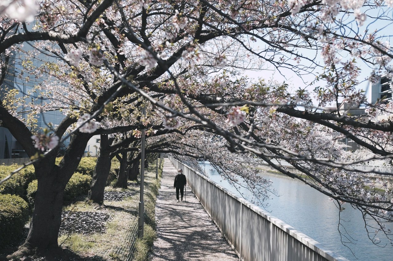 동경벚꽃 이야기 3